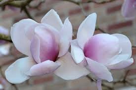 magnolia petal flower